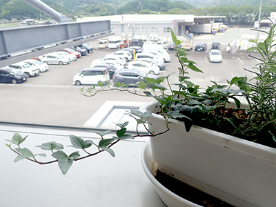 社内の観葉植物